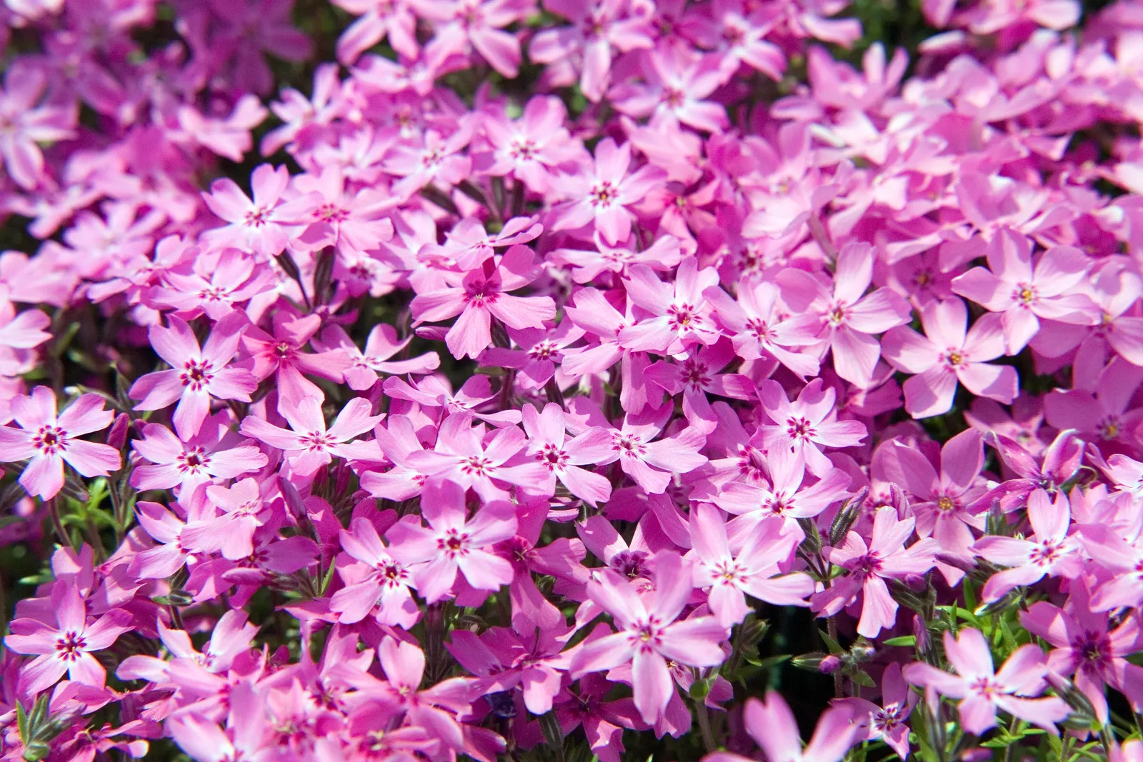 Moss Phlox (Phlox Subulata) — each measuring about 0.5 inches across