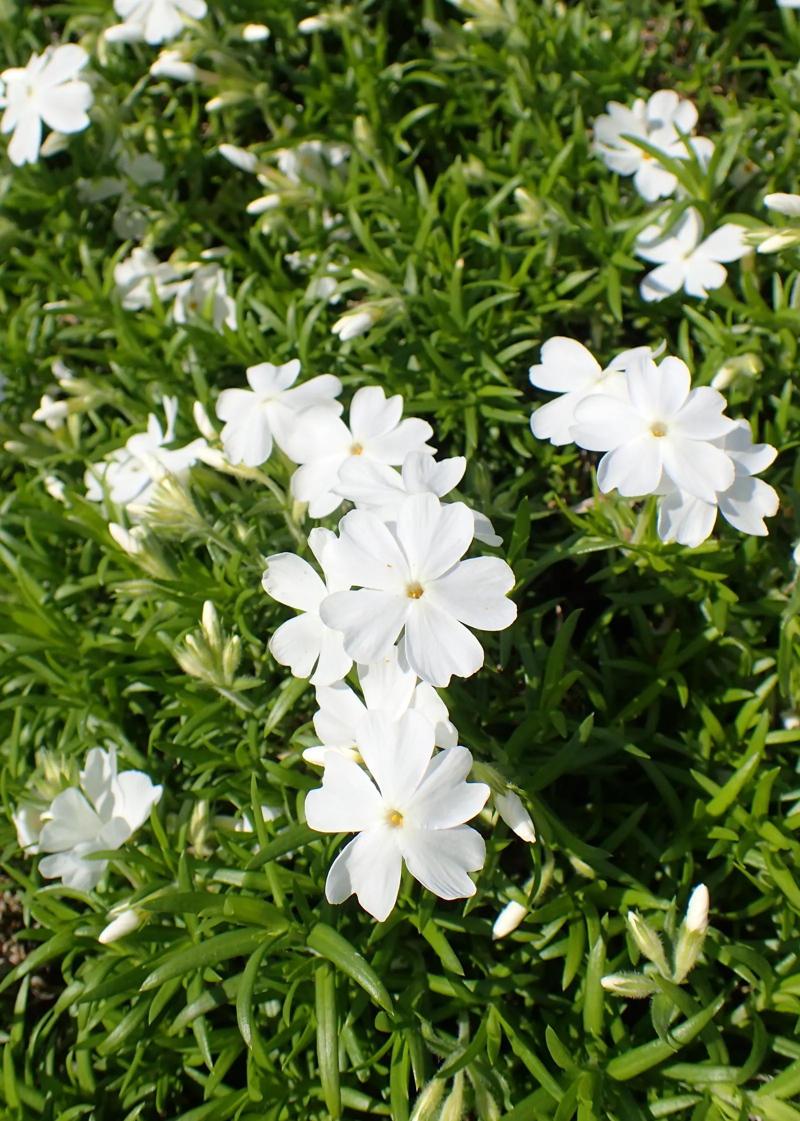 Moss Phlox (Phlox Subulata) — The blossoms come in a variety of hues including pink; ideal for rock gardens or edging, it reaches 6 inches tall, spreading to 2