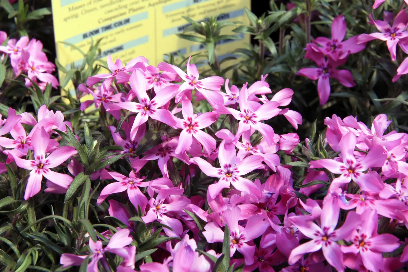 Moss Phlox (Phlox Subulata) — preferring well-drained soil but able to tolerate sandy or rocky conditions