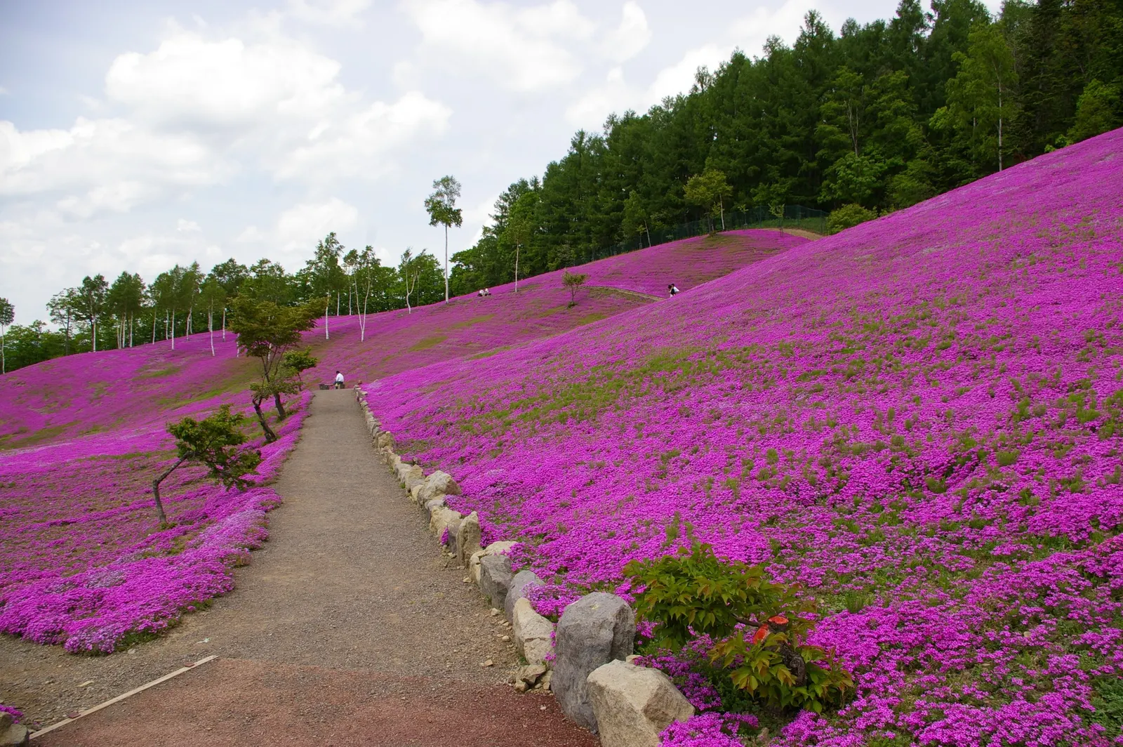 Moss Phlox (Phlox Subulata) — the plant becomes a stunning quilt of color as it bursts into a profusion of star-shaped flowers, image 38