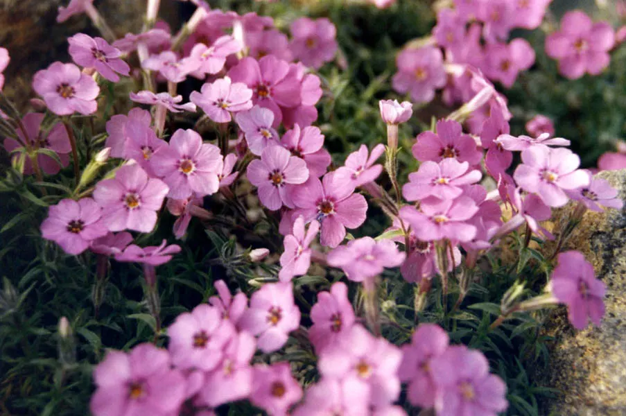 Moss Phlox (Phlox Subulata) — Tiny needle-like leaves create a lush mat, offering hues of pink, purple, white, or blue; it has a moderate growth rate and