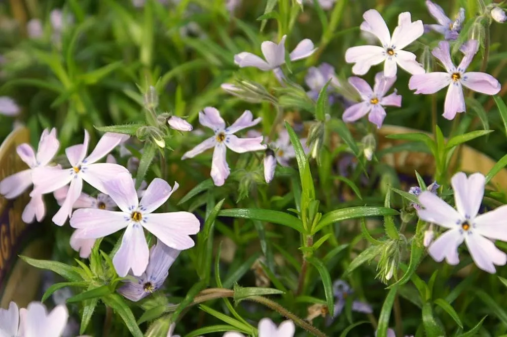 Moss Phlox (Phlox Subulata) — This perennial has low water needs once established; drought-tolerant once established, image 69