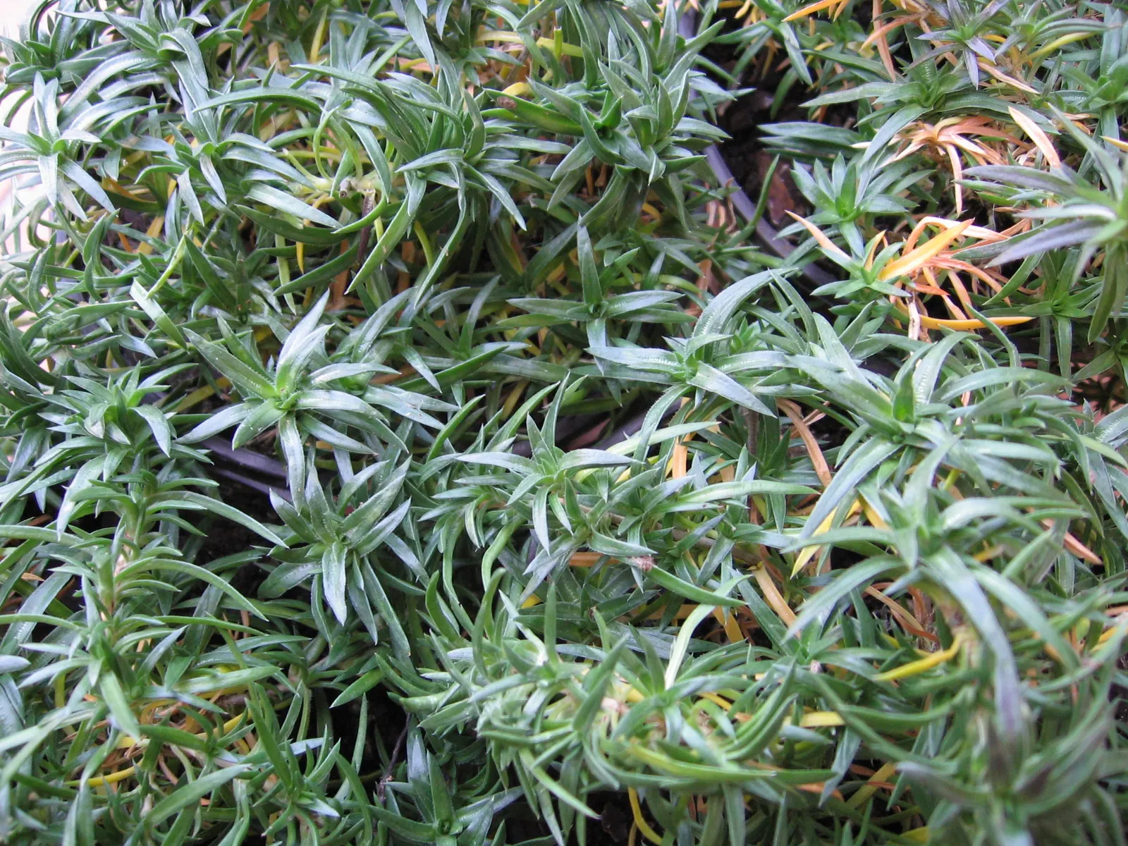 Moss Phlox (Phlox Subulata) — drought-tolerant once established; scientifically known as Phlox subulata