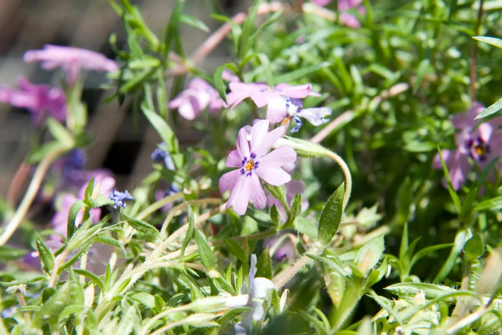Moss Phlox (Phlox Subulata) — scientifically known as Phlox subulata; phlox subulata is resistant to deer and drought, image 82