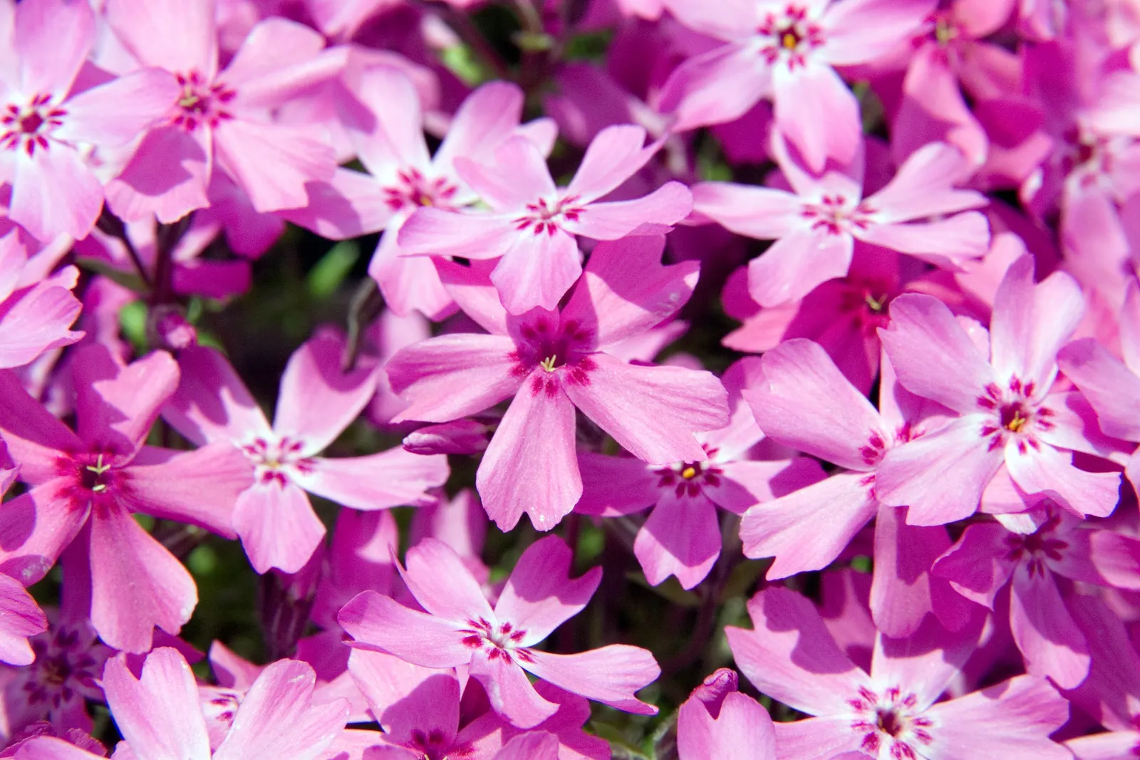Moss Phlox (Phlox Subulata) — perennial with purple blooms; the blossoms come in a variety of hues including pink, image 74