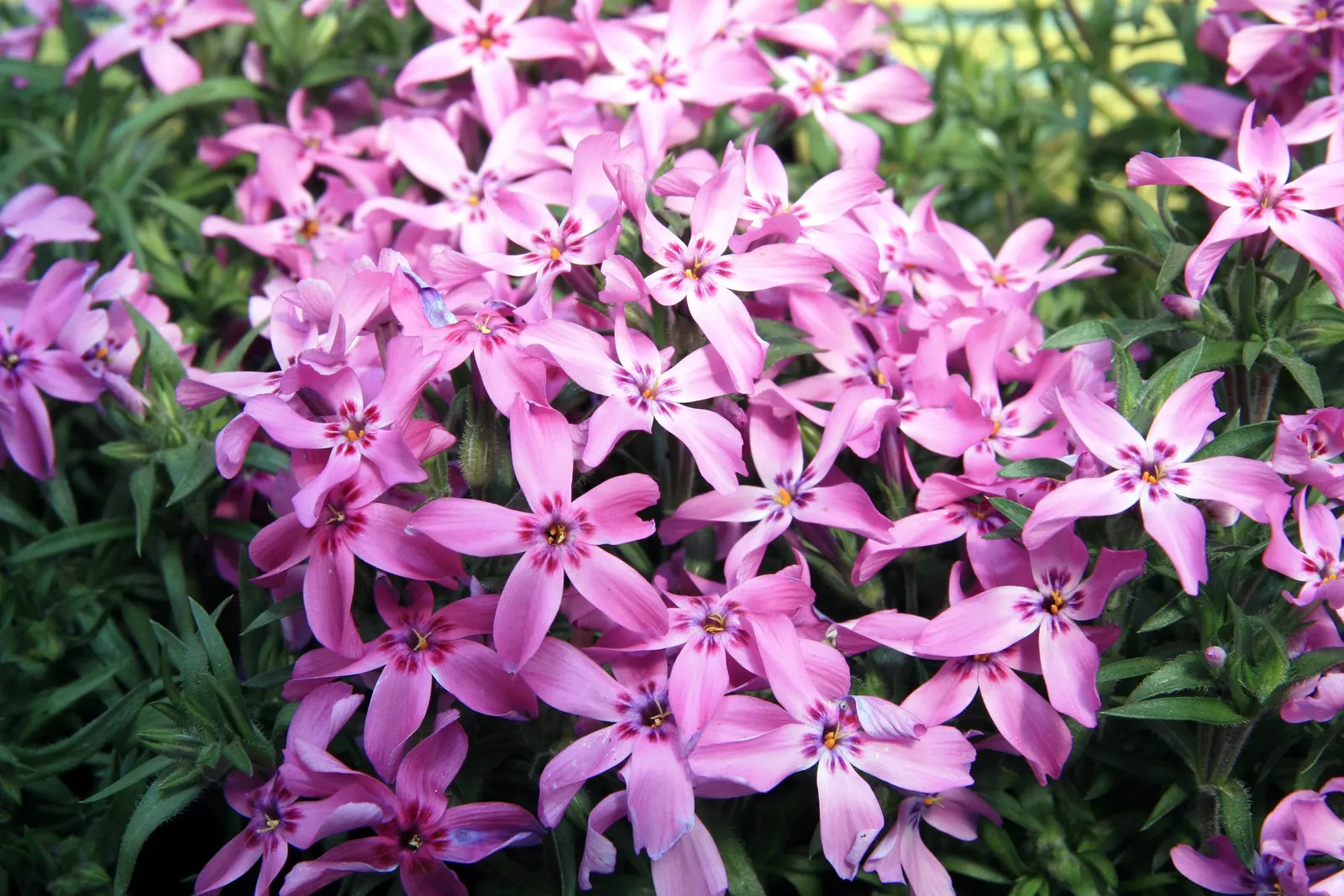 Moss Phlox (Phlox Subulata) — Moss Phlox (Phlox subulata) is a dense ground cover, renowned for its vibrant spring bloom