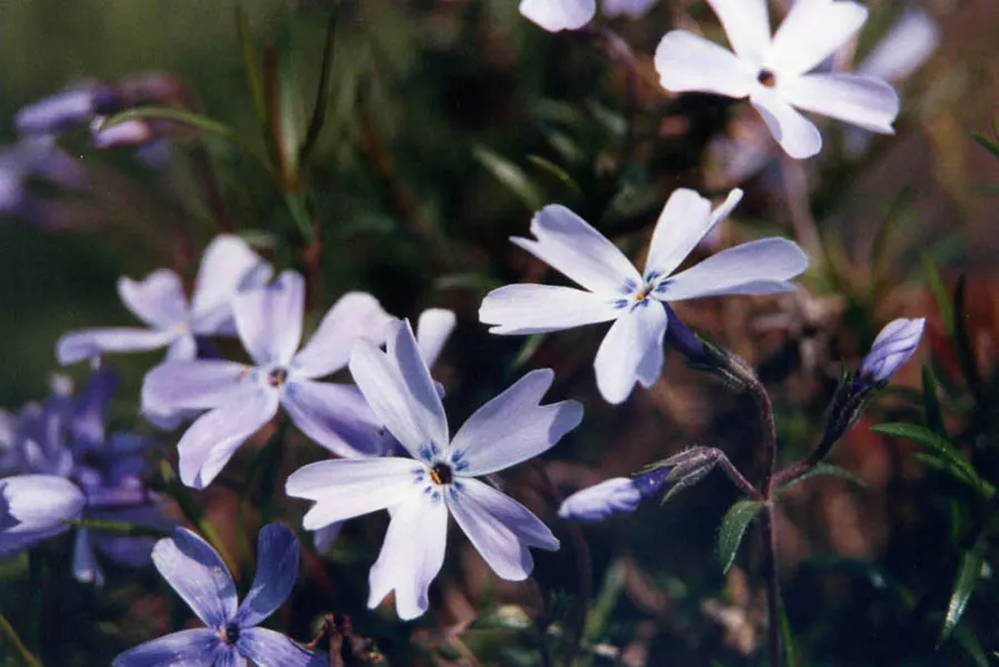 Moss Phlox (Phlox Subulata) — Prefers well-drained soil, full sun to partial shade; perennial for full, image 54