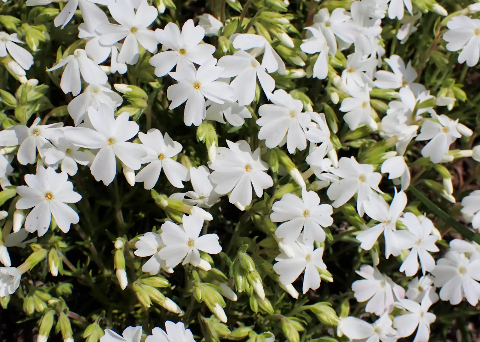 Moss Phlox (Phlox Subulata) — it's an ideal ground cover for slopes; preferring well-drained soil but able to tolerate sandy or rocky conditions