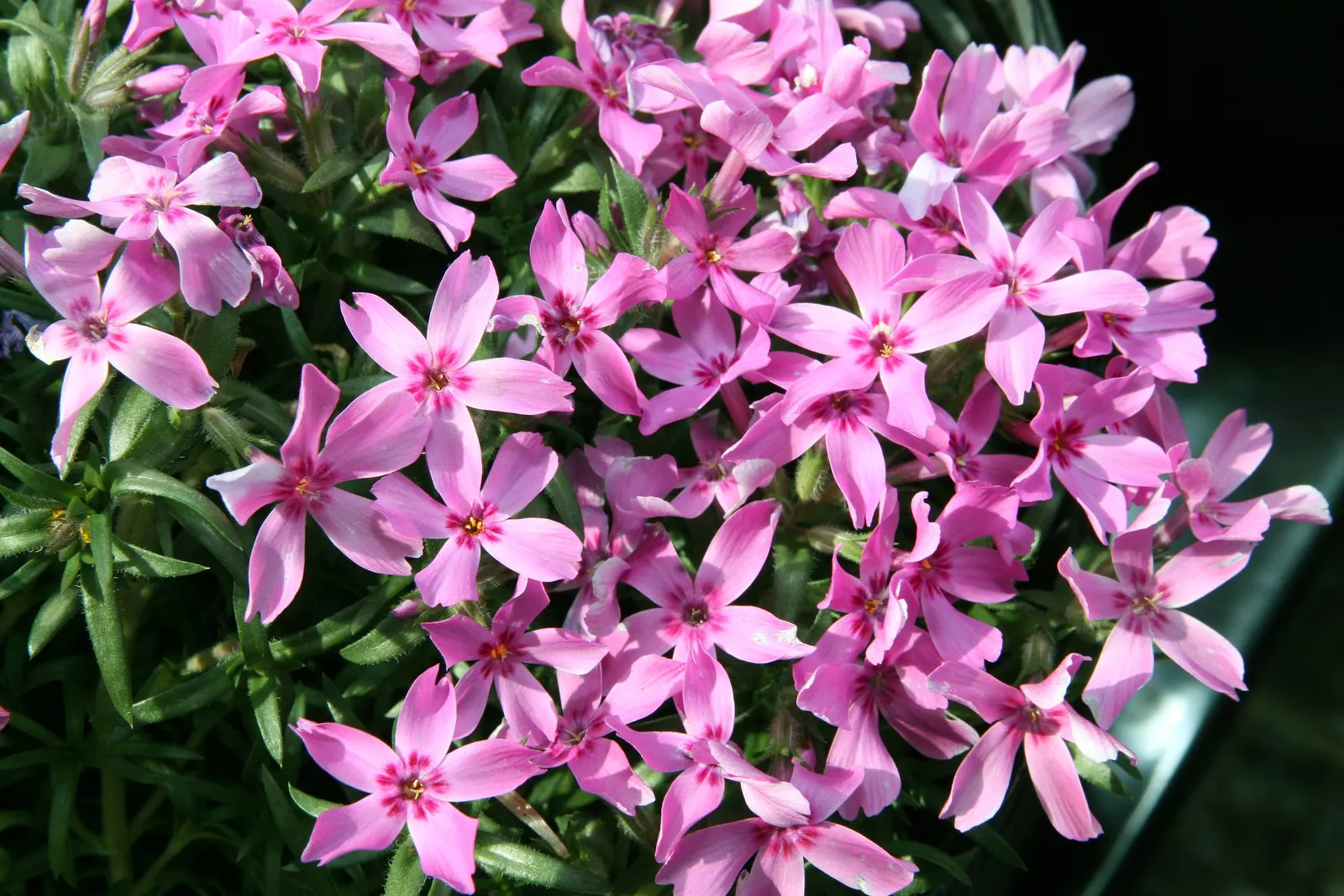 Moss Phlox (Phlox Subulata) — Prefers well-drained soil, full sun to partial shade