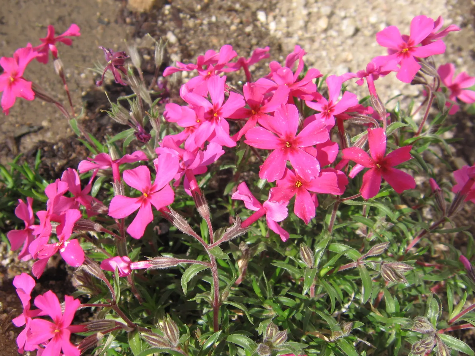 Moss Phlox (Phlox Subulata) — preferring well-drained soil but able to tolerate sandy or rocky conditions; creating an eye-catching, image 67