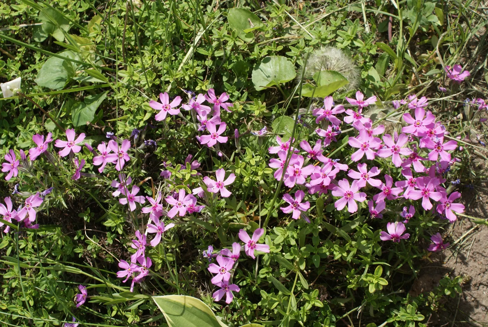 Moss Phlox (Phlox Subulata) — With a growth habit that reaches a modest height of 4 to 6 inches and a spread of up to 2 feet; it's an ideal ground cover for