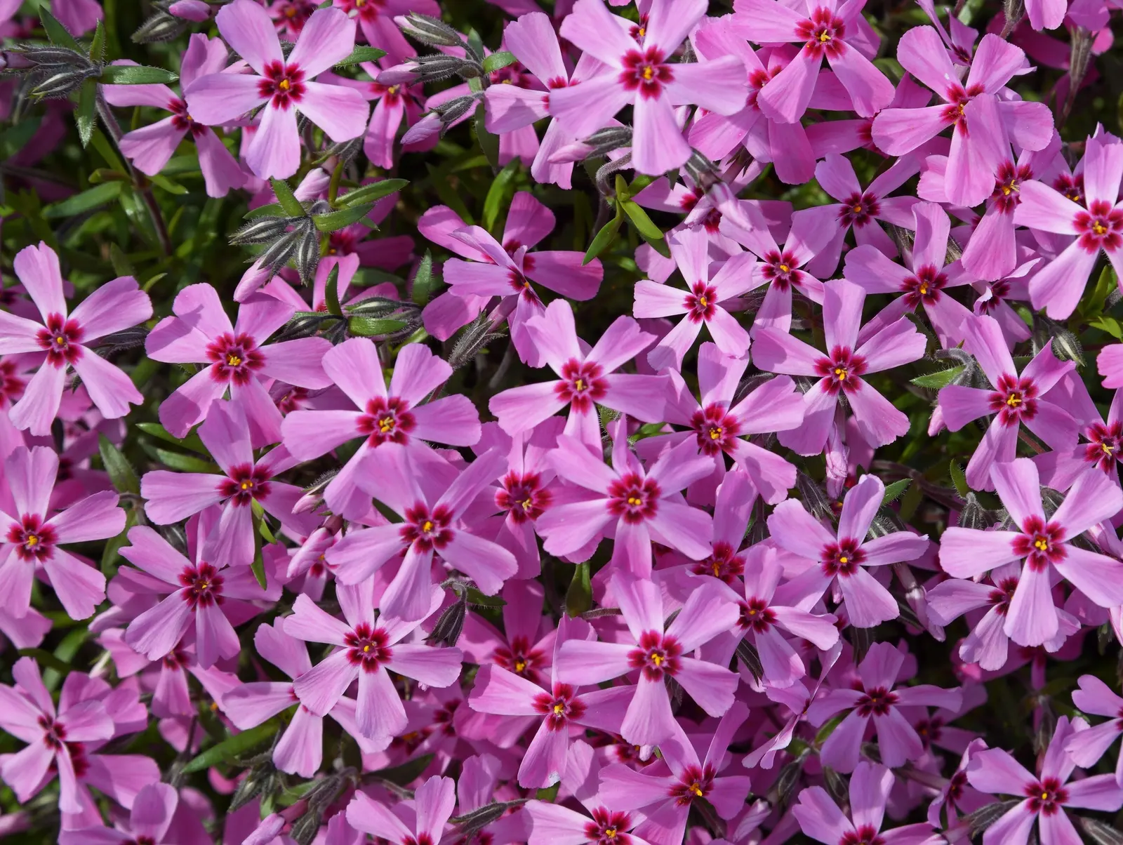 Moss Phlox (Phlox Subulata) — scientifically known as Phlox subulata; phlox subulata is resistant to deer and drought
