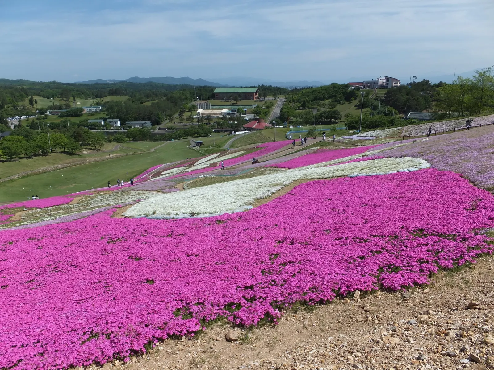 Moss Phlox (Phlox Subulata) — drought-tolerant once established