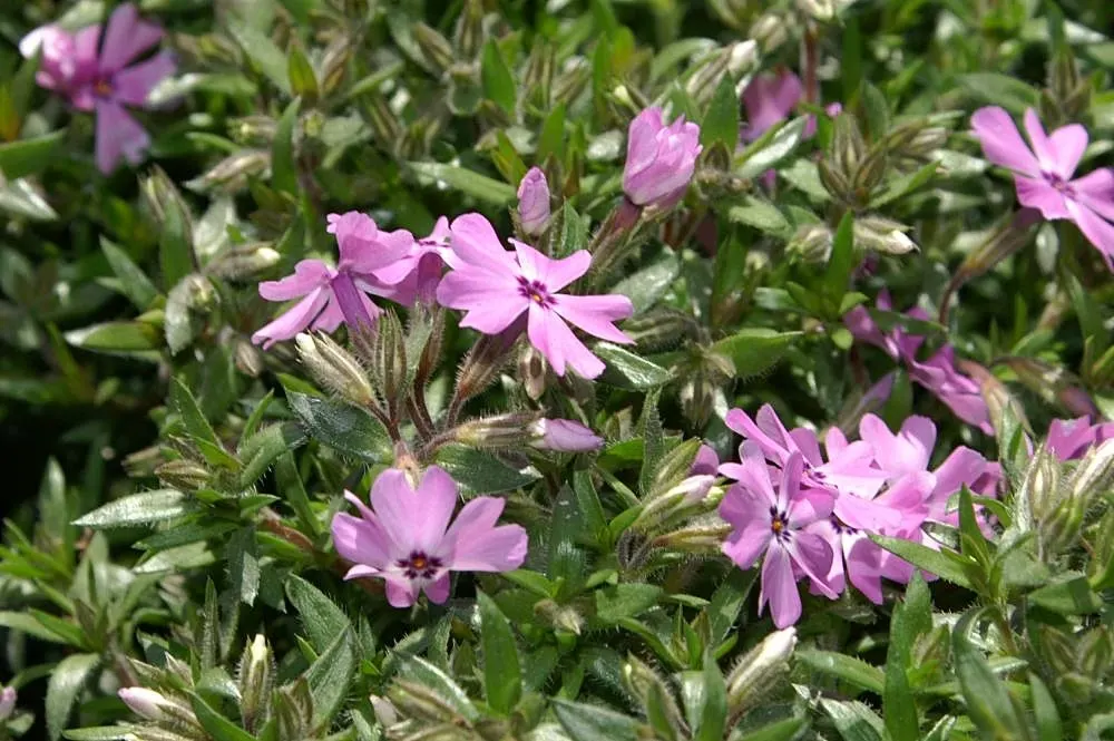 Moss Phlox (Phlox Subulata) — Phlox subulata is resistant to deer and drought; this perennial has low water needs once established