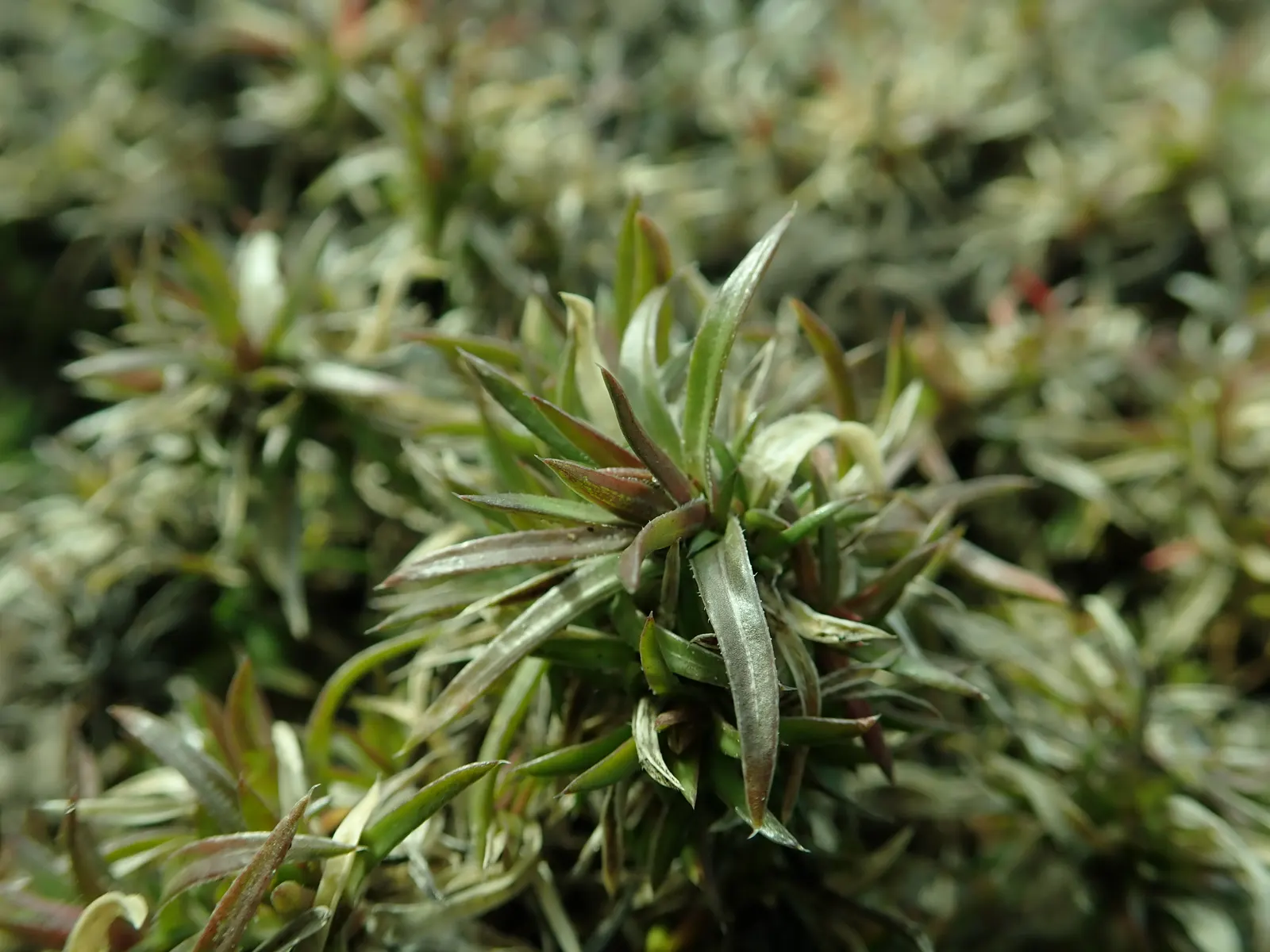 Moss Phlox (Phlox Subulata) — further enhancing its desirability for sustainable landscaping endeavors; moss Phlox (Phlox subulata) is a dense, image 72