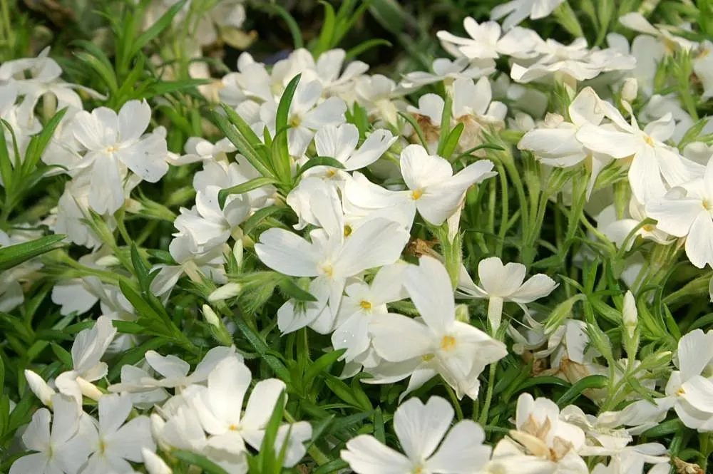 Moss Phlox (Phlox Subulata) — Moss Phlox (Phlox subulata) is a dense ground cover, renowned for its vibrant spring bloom; prefers well-drained, image 76