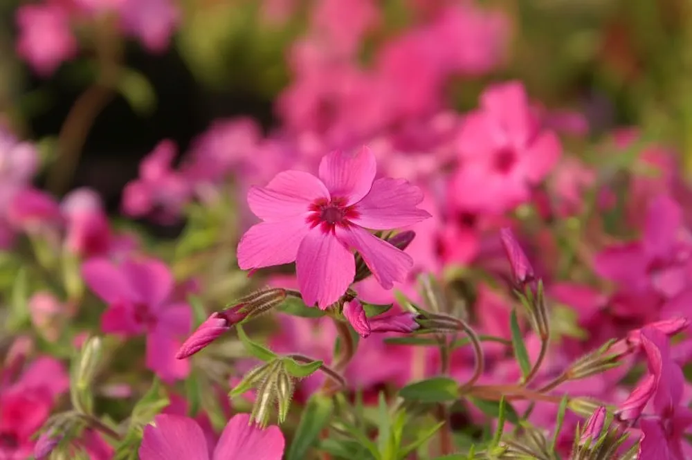 Moss Phlox (Phlox Subulata) — Prefers well-drained soil, full sun to partial shade; perennial for full, image 79