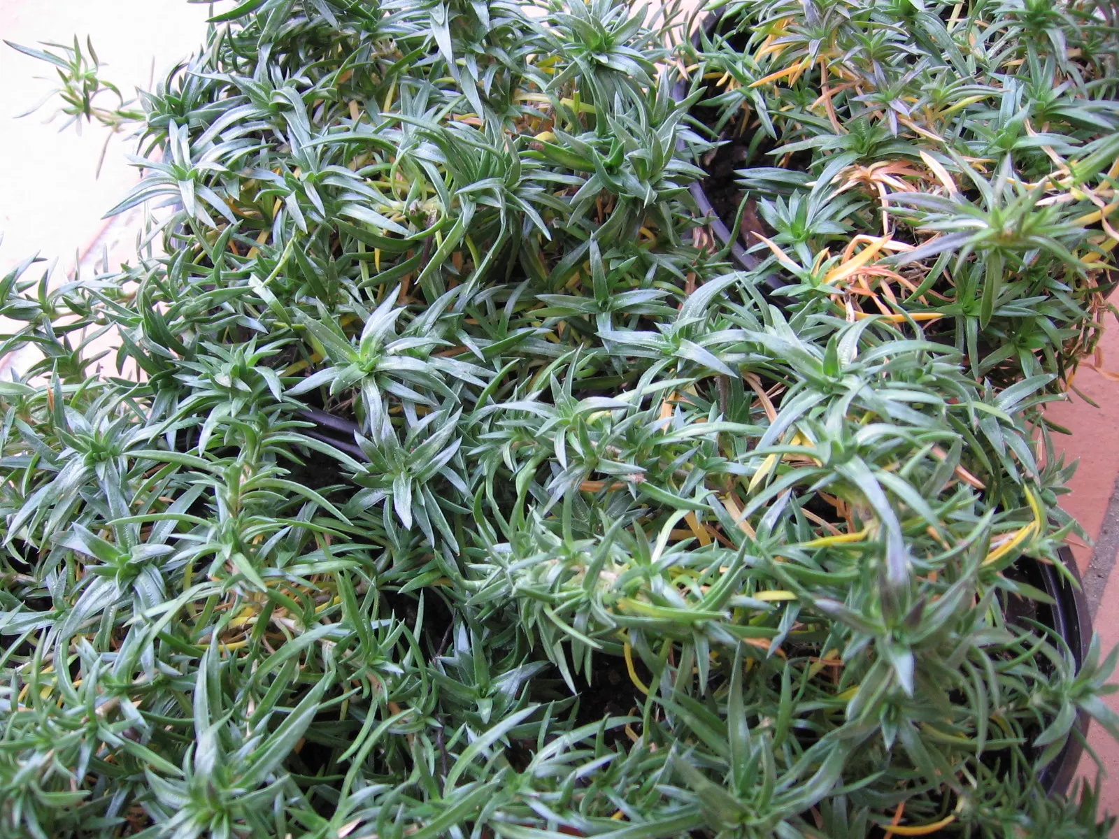 Moss Phlox (Phlox Subulata) — This perennial has low water needs once established; drought-tolerant once established