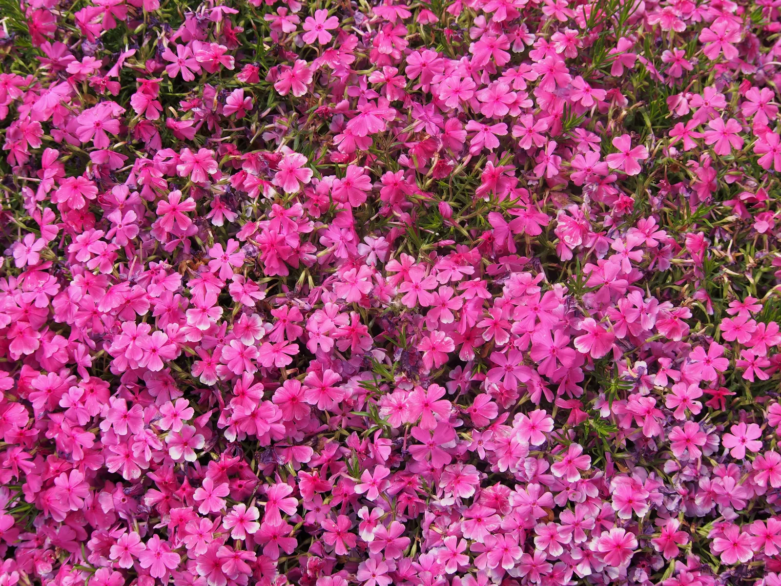 Moss Phlox (Phlox Subulata) — perennial for full; further enhancing its desirability for sustainable landscaping endeavors, image 75