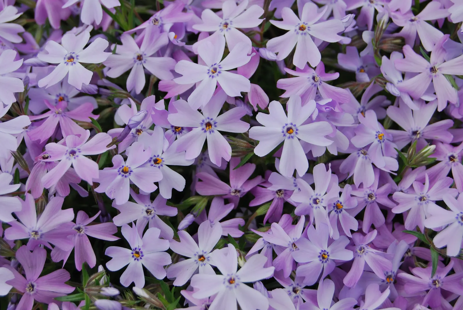 Moss Phlox (Phlox Subulata) — purple flowers in the garden