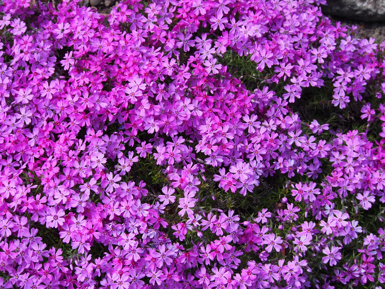 Moss Phlox (Phlox Subulata) — This native of North America thrives in USDA hardiness zones 3 through 9, exhibiting notable cold hardiness; tiny needle-like