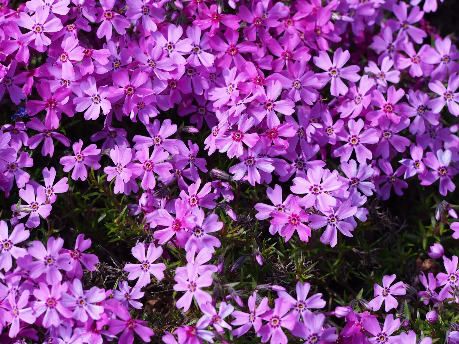 Moss Phlox (Phlox Subulata) — Ideal for rock gardens or edging, it reaches 6 inches tall, spreading to 2 feet; lending a fine-textured appearance year-round
