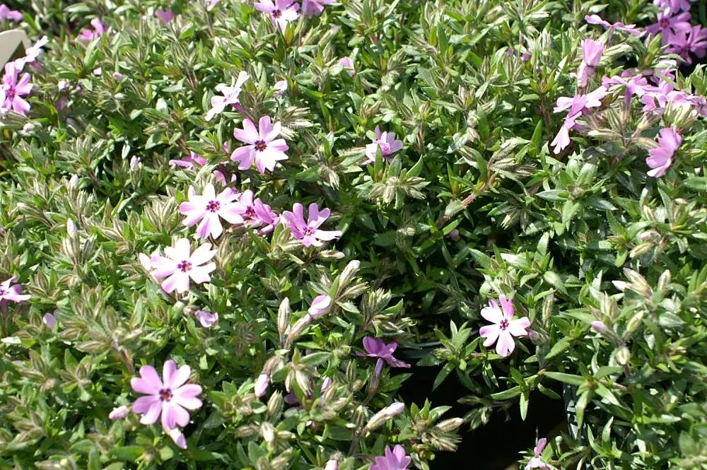 Moss Phlox (Phlox Subulata) — each measuring about 0.5 inches across; making it a smart choice for xeriscaping or low-maintenance gardens, image 64
