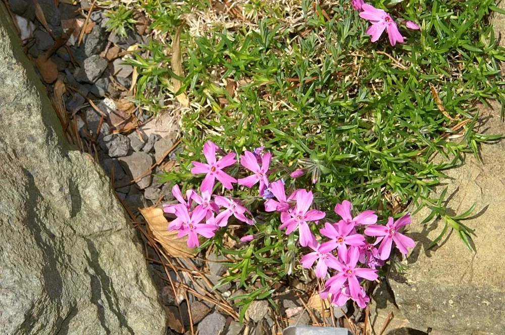Moss Phlox (Phlox Subulata) — making it a smart choice for xeriscaping or low-maintenance gardens