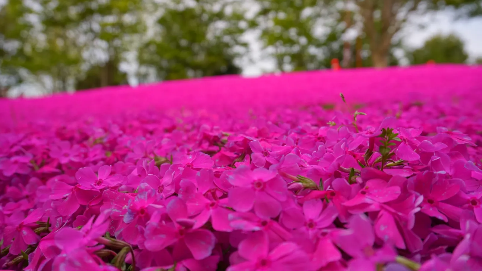 Moss Phlox (Phlox Subulata) — preferring well-drained soil but able to tolerate sandy or rocky conditions; creating an eye-catching effect.<br><br>Moss Phlox