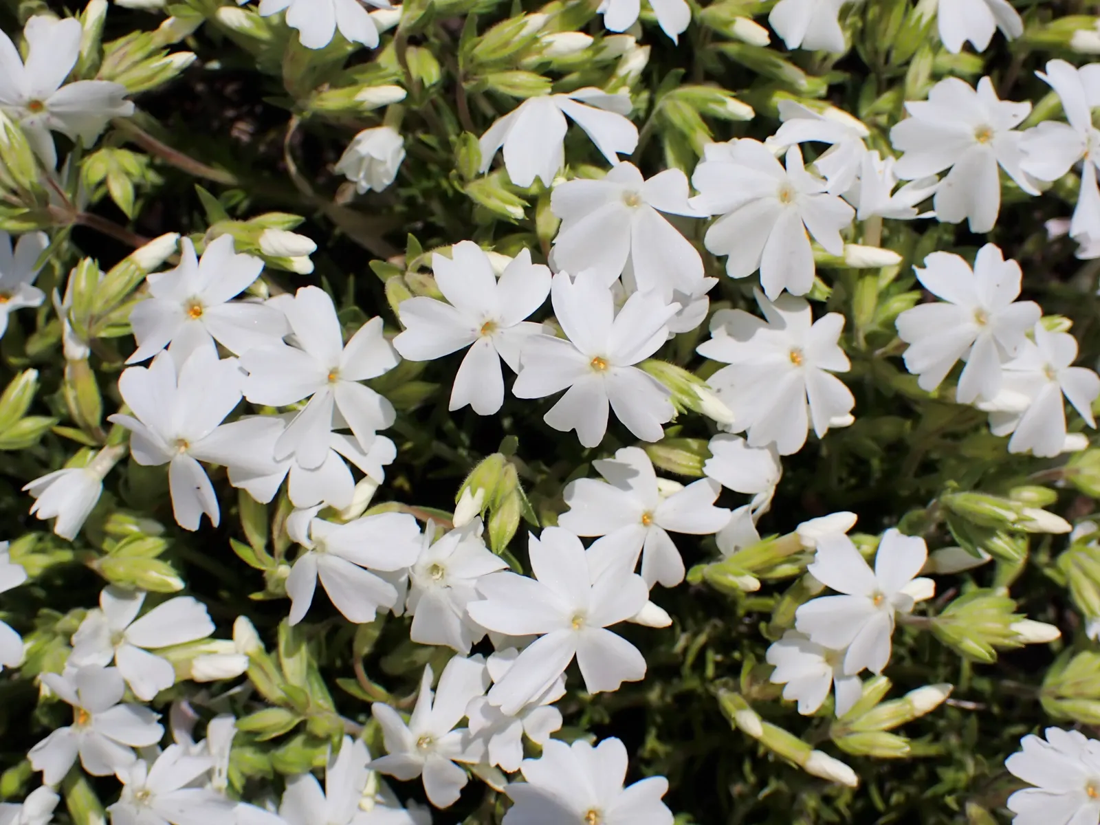 Moss Phlox (Phlox Subulata) — This native of North America thrives in USDA hardiness zones 3 through 9, exhibiting notable cold hardiness