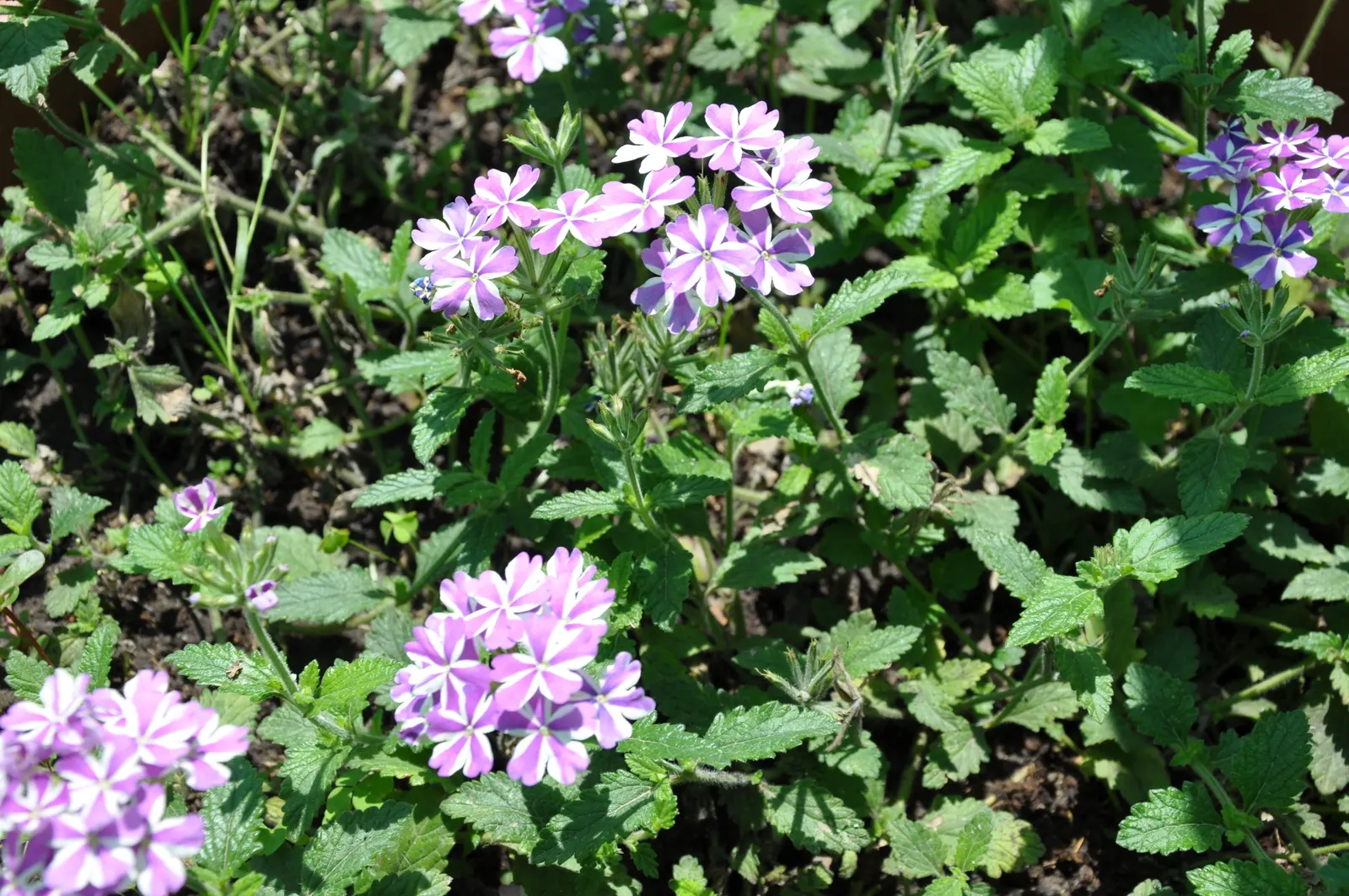 Moss Phlox (Phlox Subulata) — scientifically known as Phlox subulata; phlox subulata is resistant to deer and drought, image 57