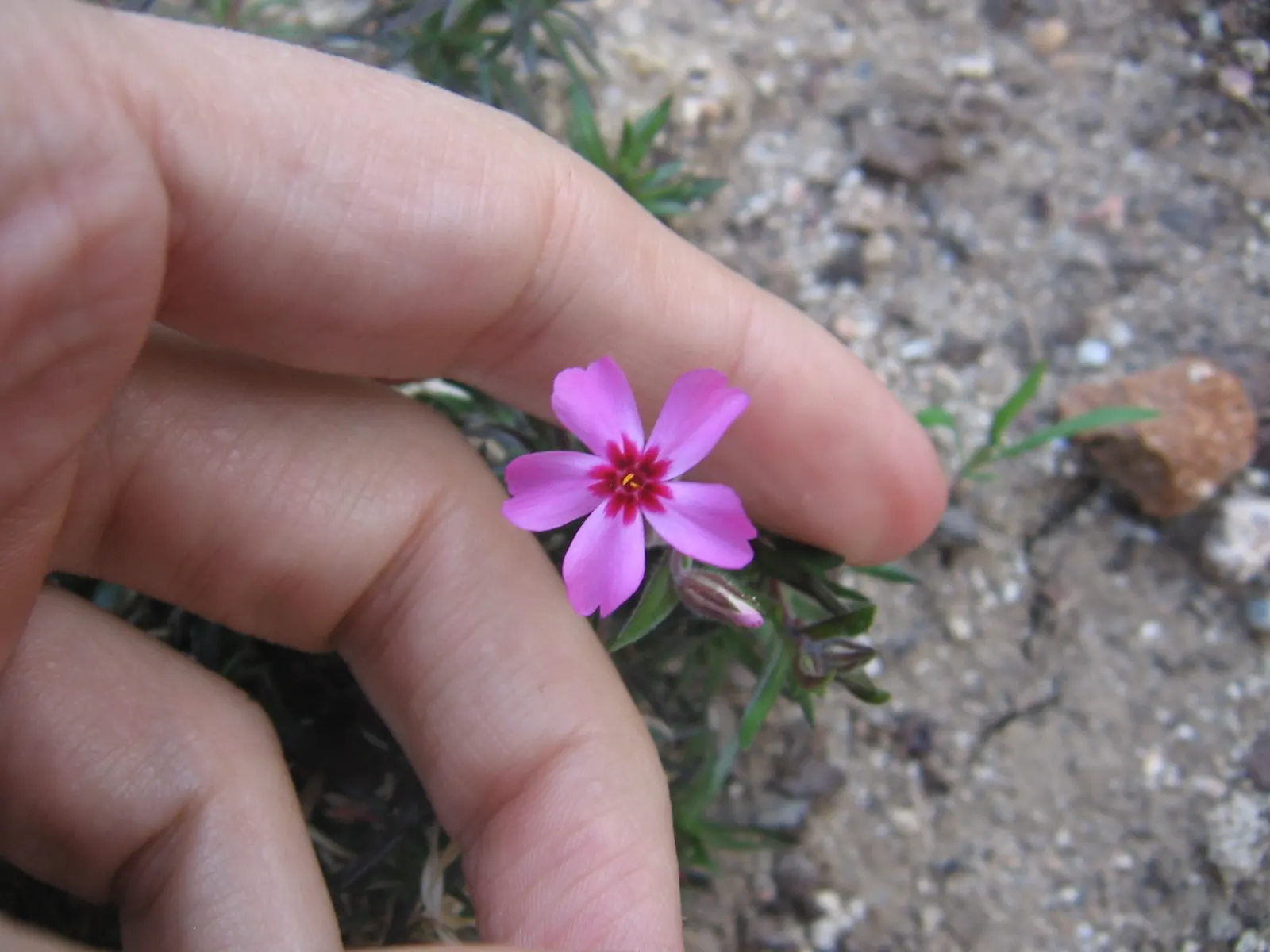 Moss Phlox (Phlox Subulata) — The blossoms come in a variety of hues including pink; ideal for rock gardens or edging, it reaches 6 inches tall, image 65