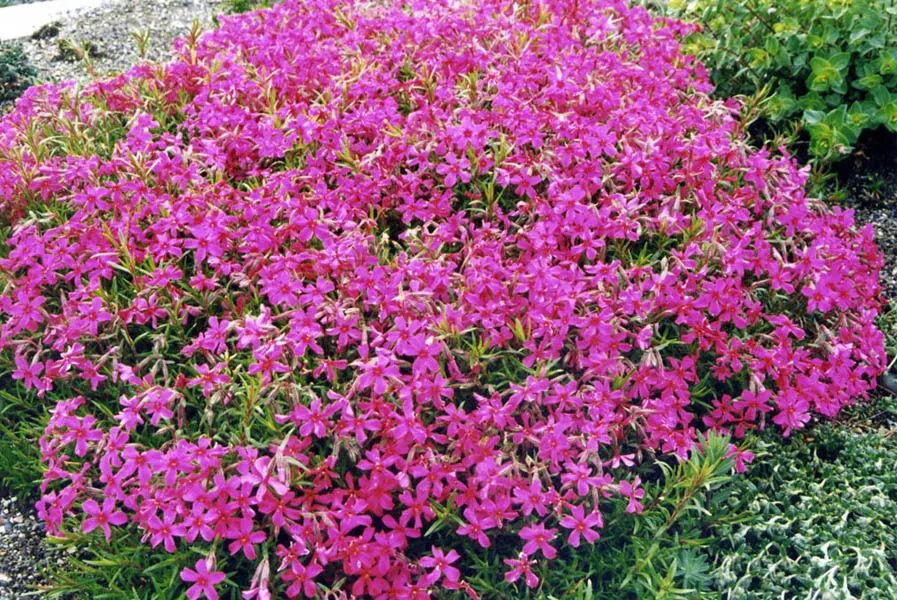 Moss Phlox (Phlox Subulata) — This native of North America thrives in USDA hardiness zones 3 through 9, exhibiting notable cold hardiness; tiny, image 58