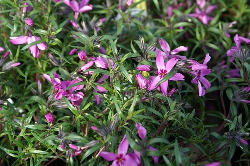 Moss Phlox (Phlox Subulata) — Prefers well-drained soil, full sun to partial shade; perennial for full