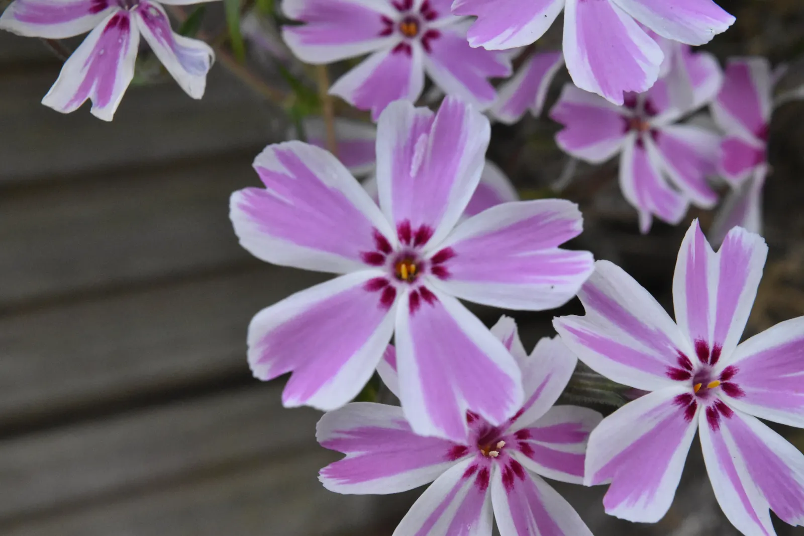 Moss Phlox (Phlox Subulata) — The blossoms come in a variety of hues including pink