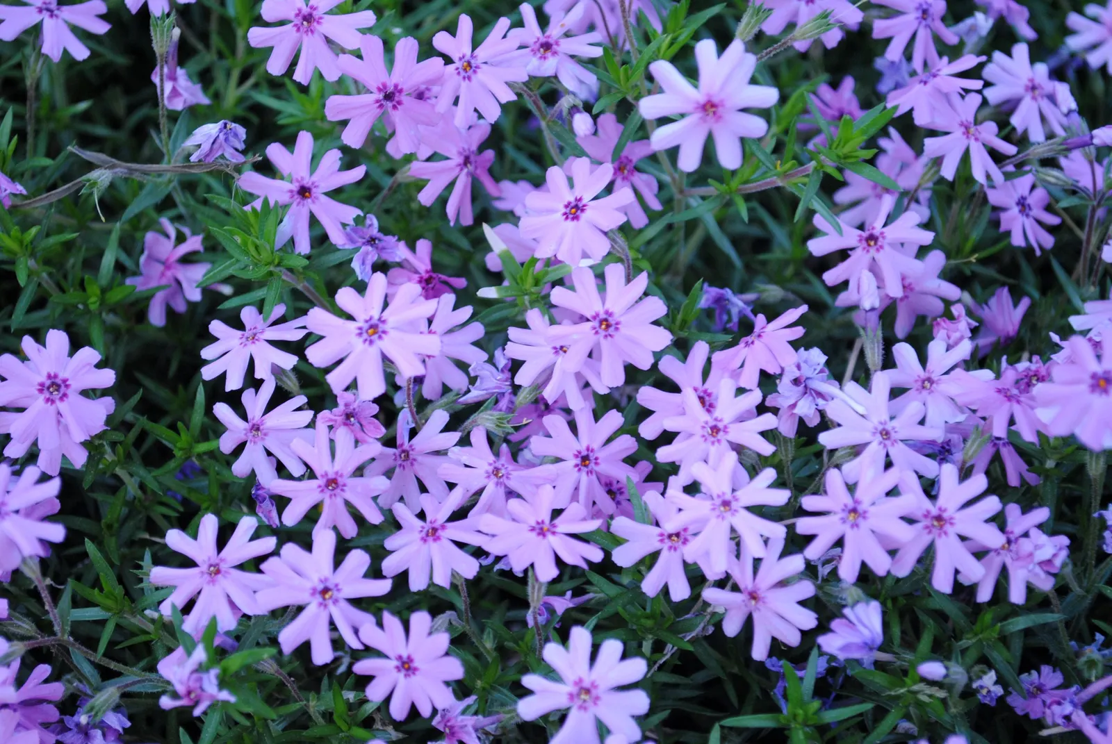 Moss Phlox (Phlox Subulata) — and attracts butterflies and hummingbirds; each measuring about 0.5 inches across, image 56