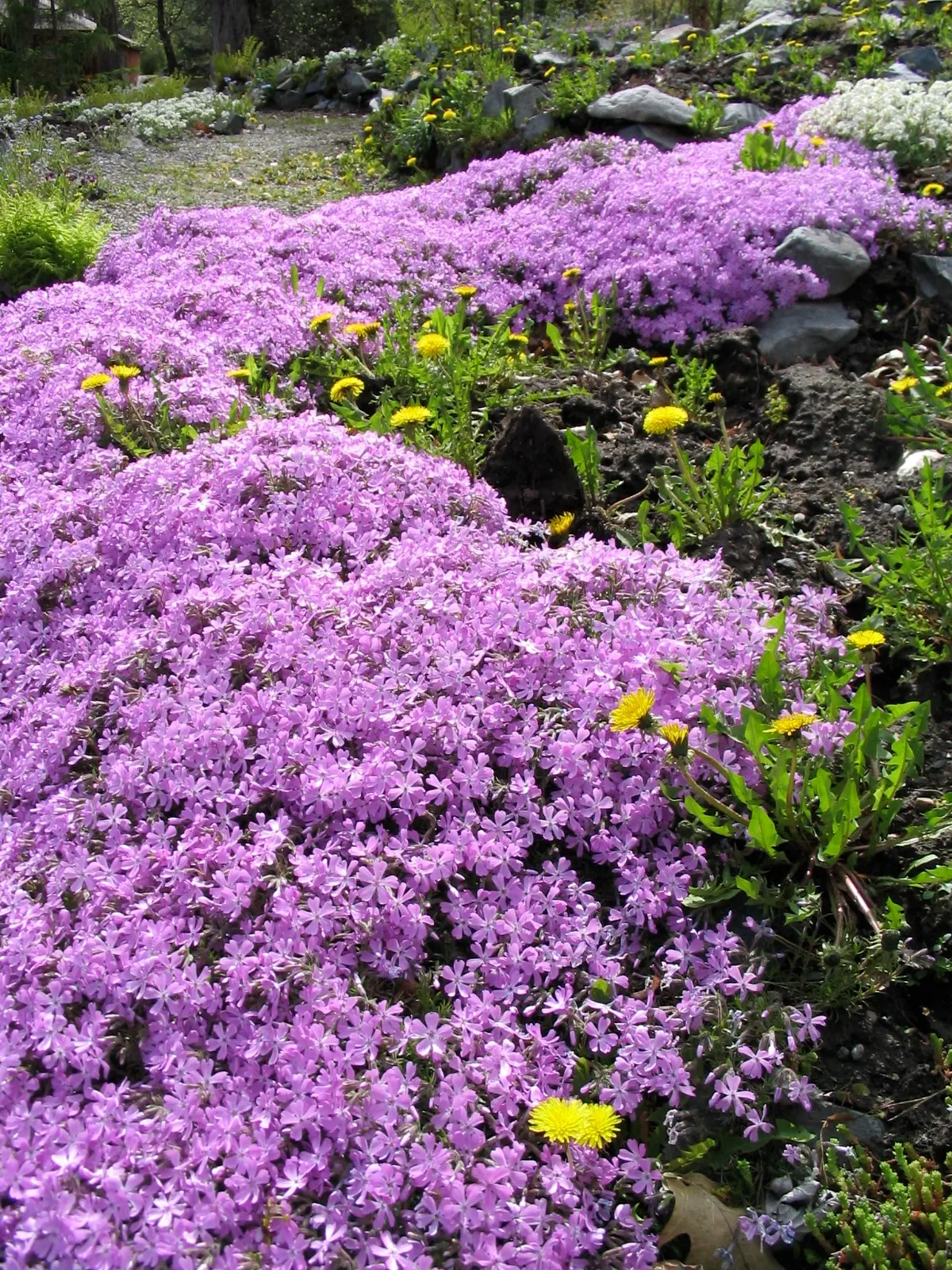 Moss Phlox (Phlox Subulata) — it's an ideal ground cover for slopes
