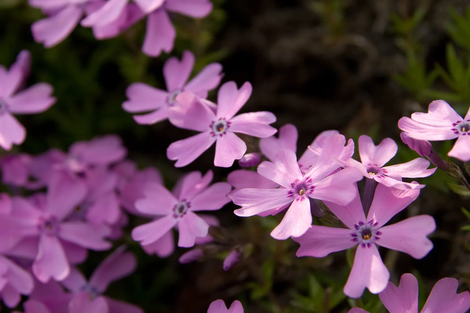 Moss Phlox (Phlox Subulata) — drought-tolerant once established; scientifically known as Phlox subulata, image 80