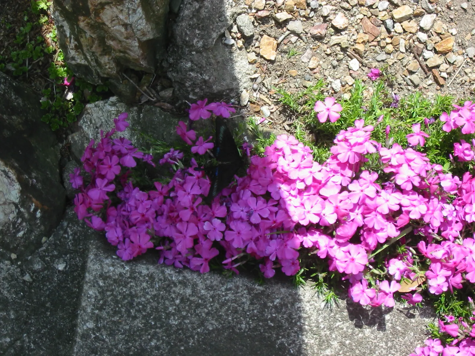 Moss Phlox (Phlox Subulata) — purple flowers in the garden; this native of North America thrives in USDA hardiness zones 3 through 9, exhibiting notable cold