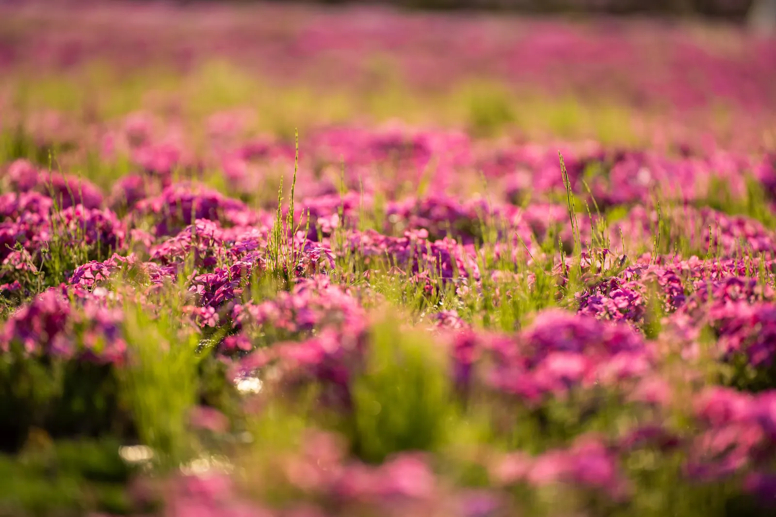 Moss Phlox (Phlox Subulata) — With a growth habit that reaches a modest height of 4 to 6 inches and a spread of up to 2 feet; it's an ideal ground, image 59