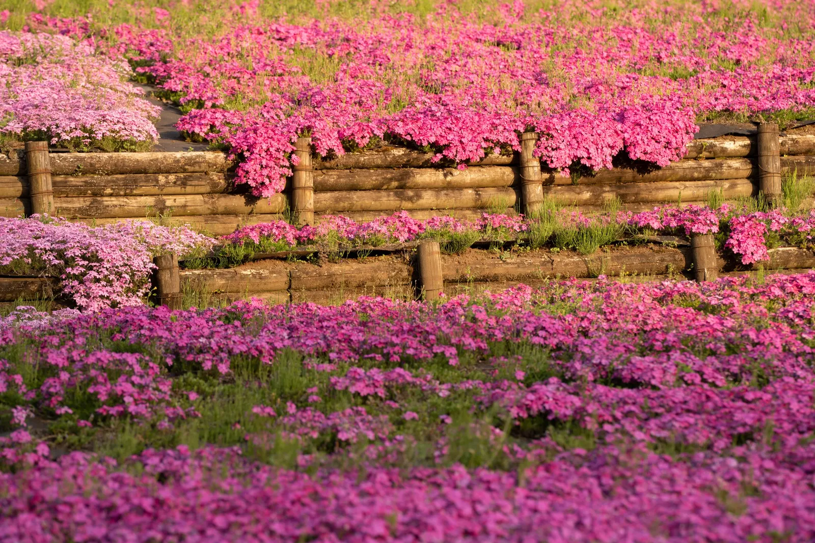 Moss Phlox (Phlox Subulata) — Ideal for rock gardens or edging, it reaches 6 inches tall, spreading to 2 feet; lending a fine-textured appearance, image 77