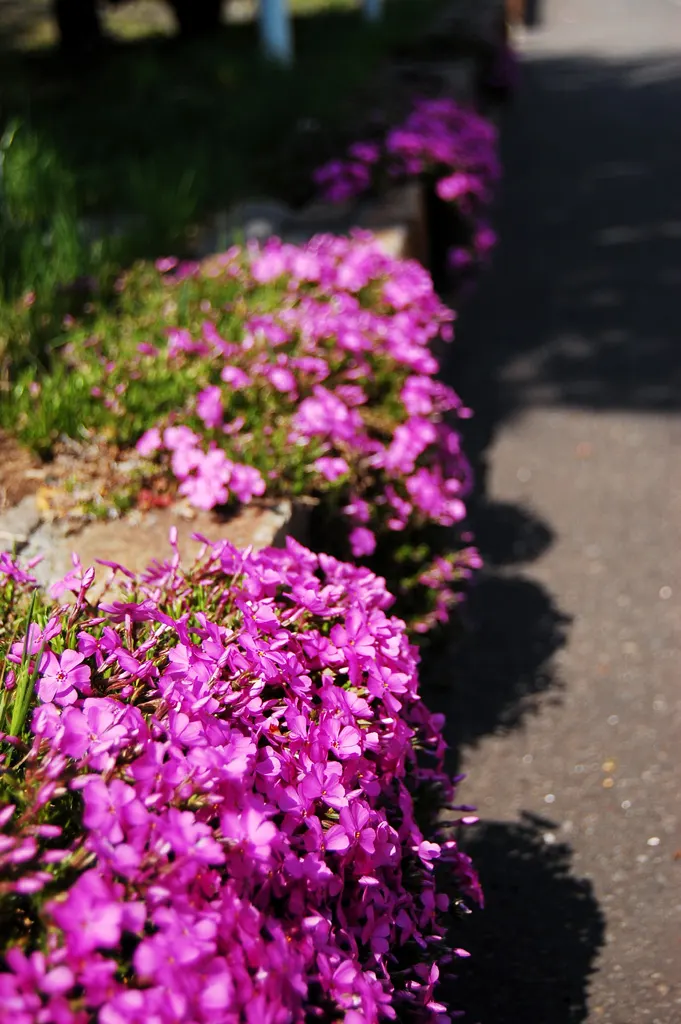 Moss Phlox (Phlox Subulata) — further enhancing its desirability for sustainable landscaping endeavors; moss Phlox (Phlox subulata) is a dense ground cover