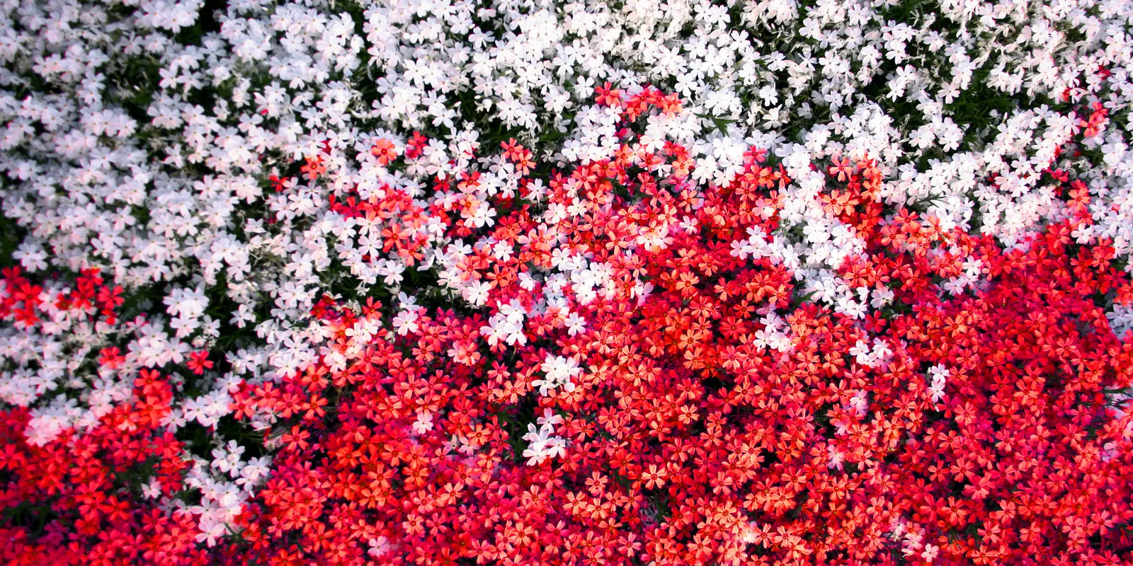 Moss Phlox (Phlox Subulata) — and attracts butterflies and hummingbirds; each measuring about 0.5 inches across