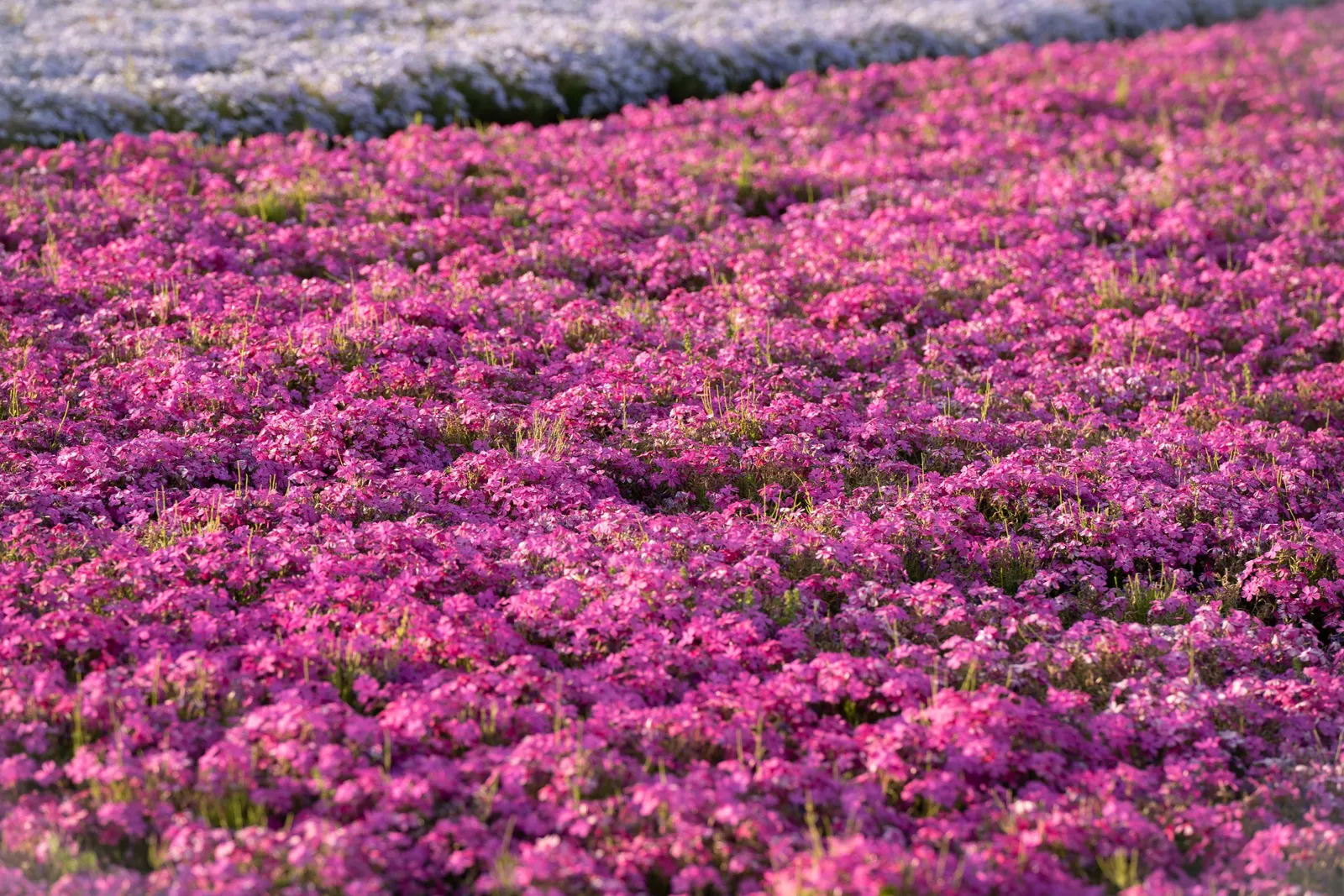 Moss Phlox (Phlox Subulata) — scientifically known as Phlox subulata