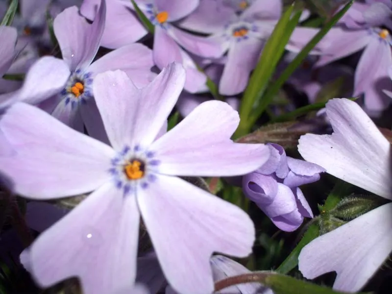 Moss Phlox (Phlox Subulata) — It has a moderate growth rate and requires full sun for best blooming, although it can endure light shade