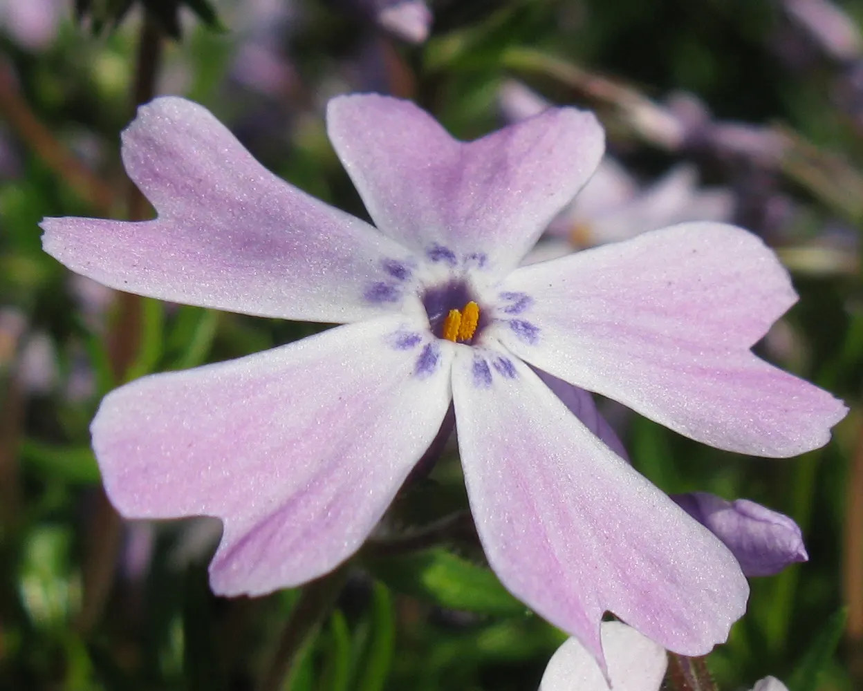 Moss Phlox (Phlox Subulata) — Moss Phlox (Phlox subulata) is a dense ground cover, renowned for its vibrant spring bloom; prefers well-drained soil, full sun