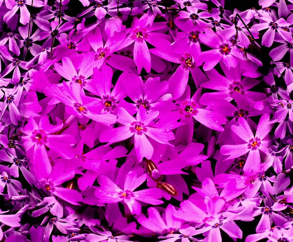 Moss Phlox (Phlox Subulata) — Ideal for rock gardens or edging, it reaches 6 inches tall, spreading to 2 feet; lending a fine-textured appearance, image 52