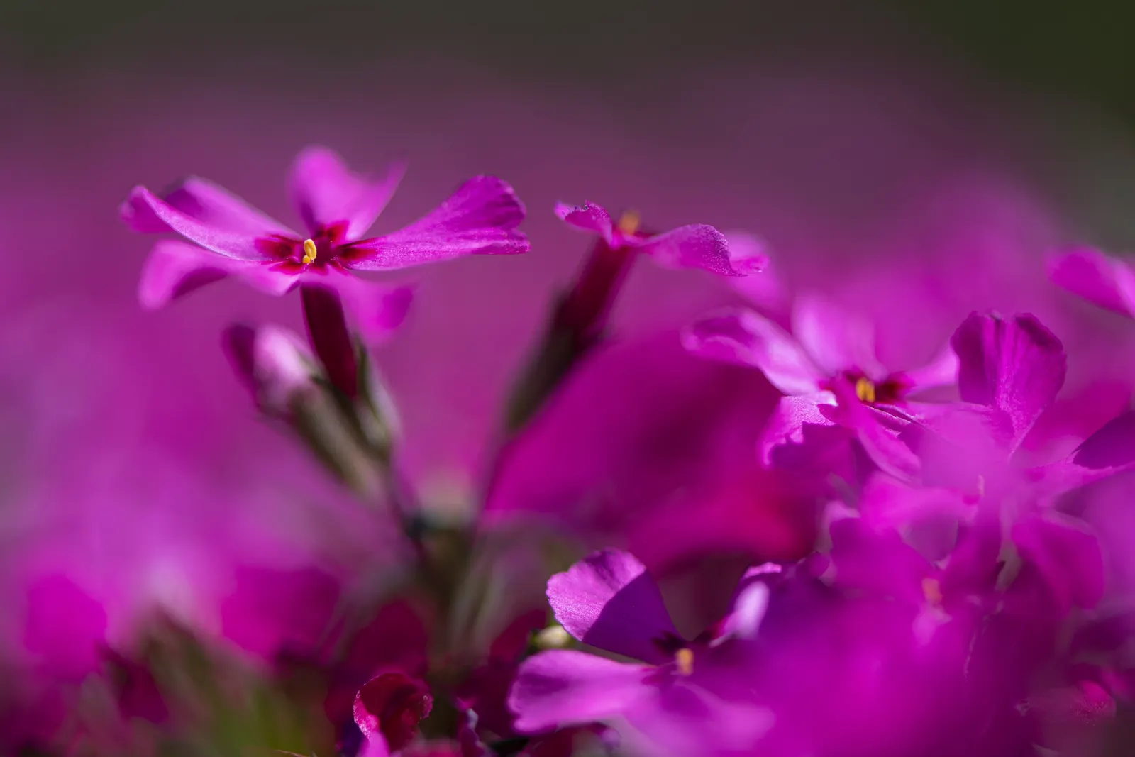 Moss Phlox (Phlox Subulata) — drought-tolerant once established; scientifically known as Phlox subulata, image 55