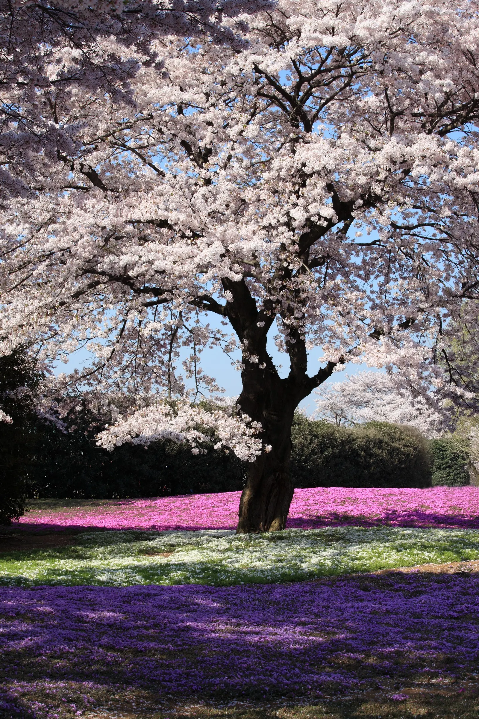 Moss Phlox (Phlox Subulata) — creating an eye-catching effect.<br><br>Moss Phlox is highly adaptable; with a growth habit that reaches a modest, image 66