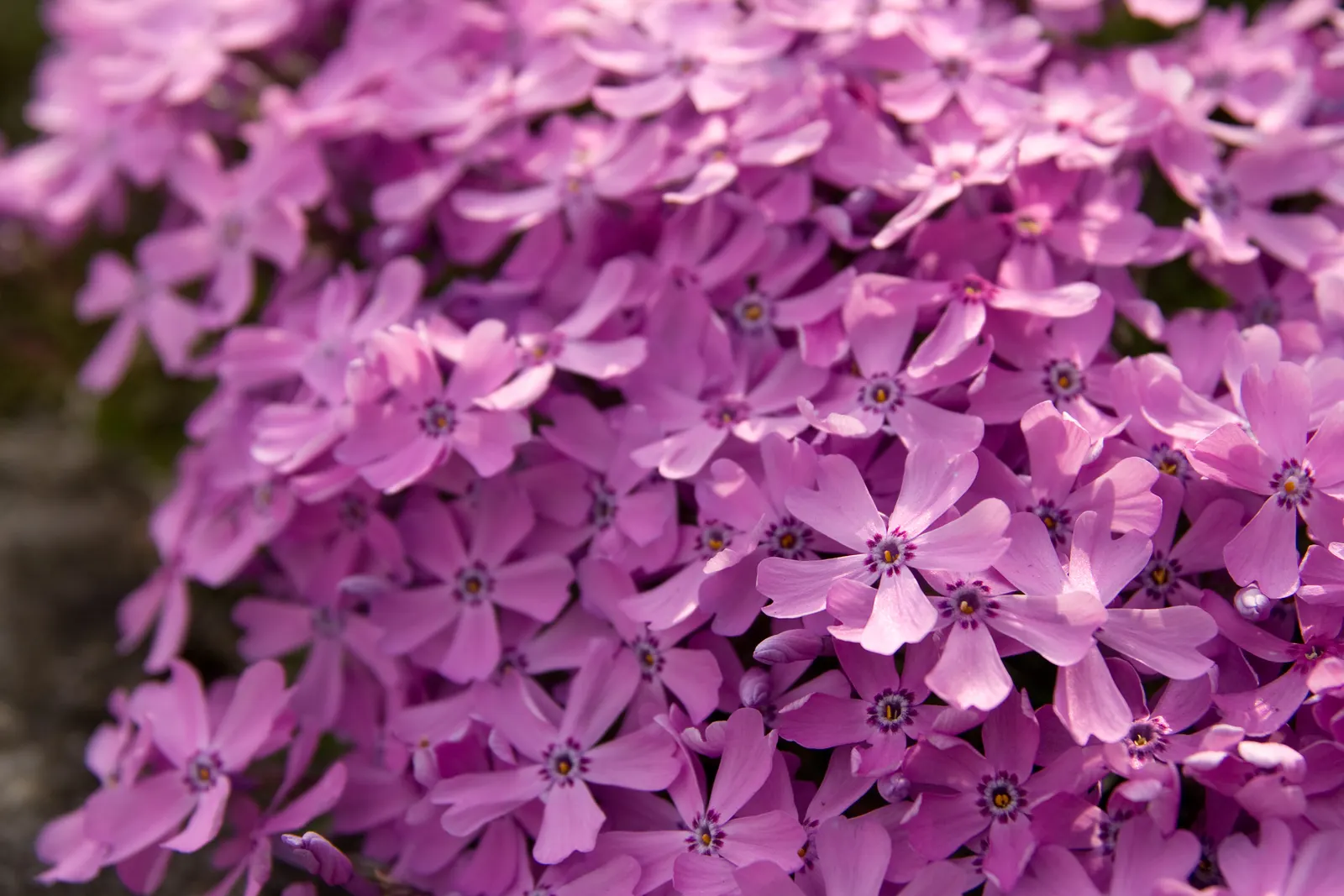 Moss Phlox (Phlox Subulata) — Tiny needle-like leaves create a lush mat, offering hues of pink, purple, white, or blue; it has a moderate growth, image 78